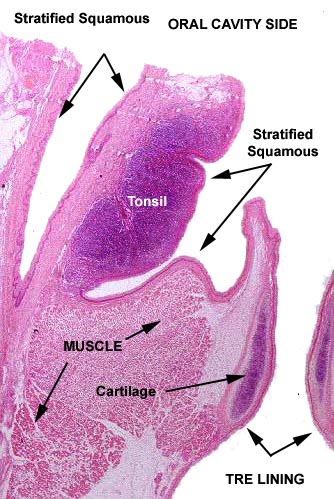 trachea slide labeled