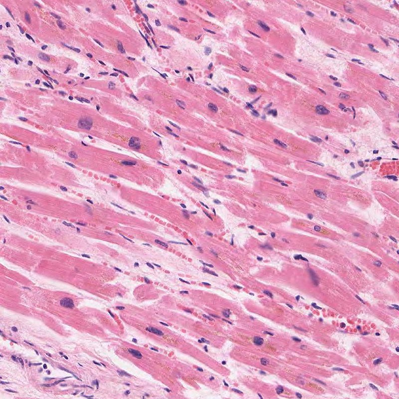 Muscular Tissue