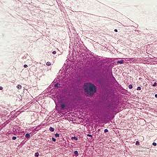 Nervous Tissue