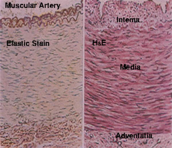muscular artery vs elastic artery histology