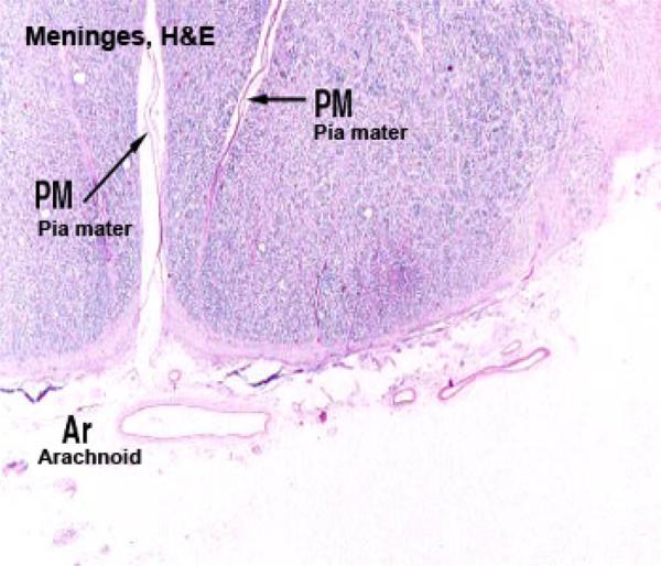 Arachnoid Mater Histology