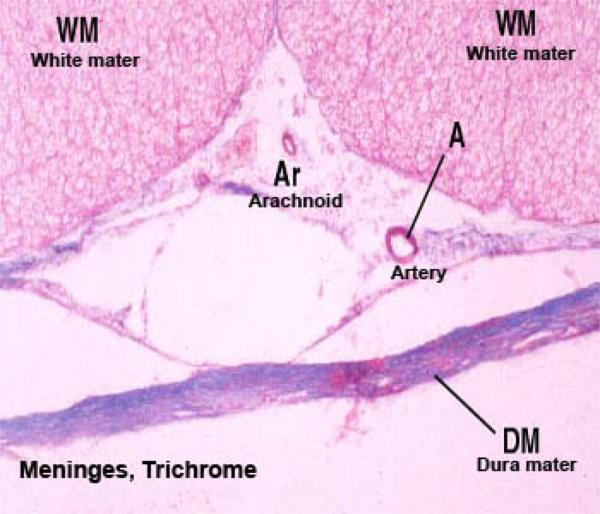 Nervous System