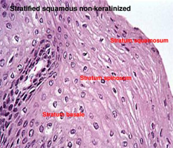nonkeratinized stratified squamous epithelium slide